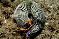 Nudibranchio (Armina sp.)