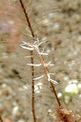 Nudibranchio (Herviella sp.)