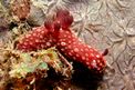 Nudibranchio (Nembrotha sp.)