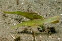 Pesce ago fantasma robusto (Solenostomus cyanopterus)