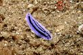 Nudibranchio (Phyllidiopsis annae)