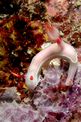 Hypselodoris (Hypselodoris bullocki)