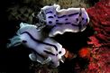 Chromodoris willani (Chromodoris willani)