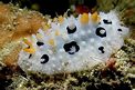 Nudibranchio (Phyllidia babai)