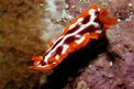 Nudibranchio (Hypselodoris purpureomaculosa)