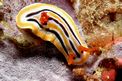 Nudibranchio (Chromodoris cf. africana)