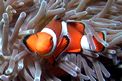 Pesce pagliaccio occidentale (Amphiprion ocellaris)