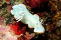 Ardeadoris (Ardeadoris egretta)