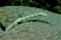 Pesce pipa (Corythoichthys intestinalis)