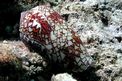 Conide (Conus textile)