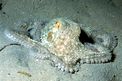 Polpo comune (Octopus vulgaris)