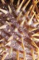 Stella corona di spine (Acanthaster planci)