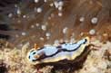 Nudibranchio (Chromodoris dianae)