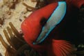 Pesce pagliaccio frenato (Amphiprion frenatus)