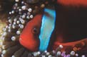 Pesce pagliaccio frenato (Amphiprion frenatus)