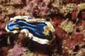 Nudibranchio (Chromodoris elizabethina)