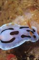 Nudibranchio (Chromodoris dianae)