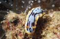 Nudibranchio (Chromodoris dianae)