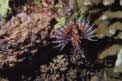 Pesce cobra zebrato (Dendrochirus zebra)