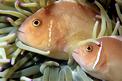 Pesce pagliaccio rosa (Amphiprion perideraion)
