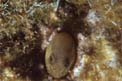 Bavosa gota gialla (Lipophrys canevae)