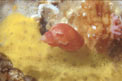 Gasteropode (Tricolia pullus)