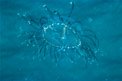 Medusa (Olindias phosphorica)