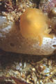 Bertella arancione (Berthella aurantiaca)