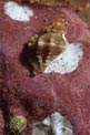 Murice (Ocinebrina edwardsii)