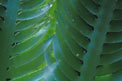 Caulerpa (Caulerpa taxifolia)