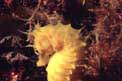 Cavalluccio marino (Hippocampus guttulatus)