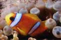 Pesce pagliaccio (Amphiprion bicinctus)