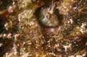 Bavosa cervina pallida (Parablennius incognitus)