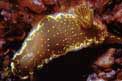 Doride dipinto (Hypselodoris picta)