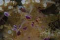 Medusa cassiopea (Cotylorhiza tuberculata)