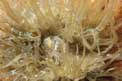 Anemone bruno (Aiptasia mutabilis)