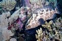 Cernia marmorizzata (Epinephelus polyphekadion)