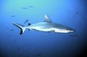 Squalo grigio del reef (Carcharhinus amblyrhynchos)