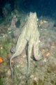 Polpo comune (Octopus vulgaris)