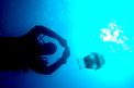Polmone di mare (Rhizostoma pulmo)
