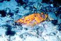 Scorfano rosso (Scorpaena scrofa)