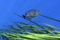 Pesce balestra mediterraneo (Balistes capriscus)