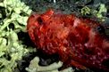 Scorfano rosso (Scorphaena scrofa)