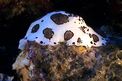 Vacchetta di mare (Discodoris atromaculata)