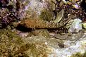 Ghiozzo rasposo (Gobius bucchichi)