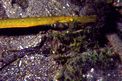 Pesce ago cavallino (Sygnathus typhle)