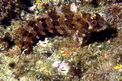 Bavosa ruggine (Parablennius gattorugine)