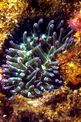 Anemone grosso (Cribrinopsis crassa)