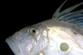 Pesce san pietro (Zeus faber)