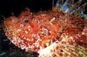 Scorfano rosso (Scorpaena scrofa)